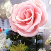 Rose flower